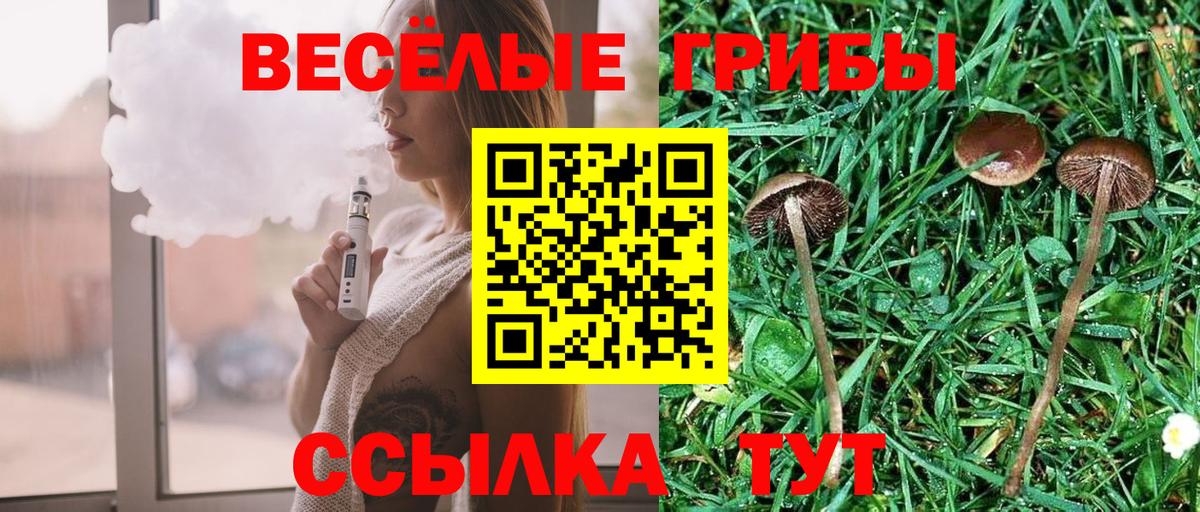 Псилоцибиновые грибы Psilocybe Кострома